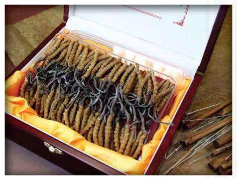 锦山镇冬虫夏草回收